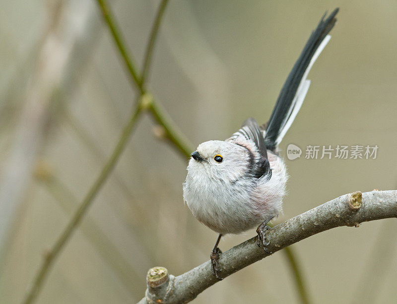 长尾灌木(Aegithalos caudatus)